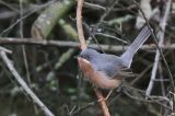 20160418_Westelijke Baardgrasmus_Wageningen_02